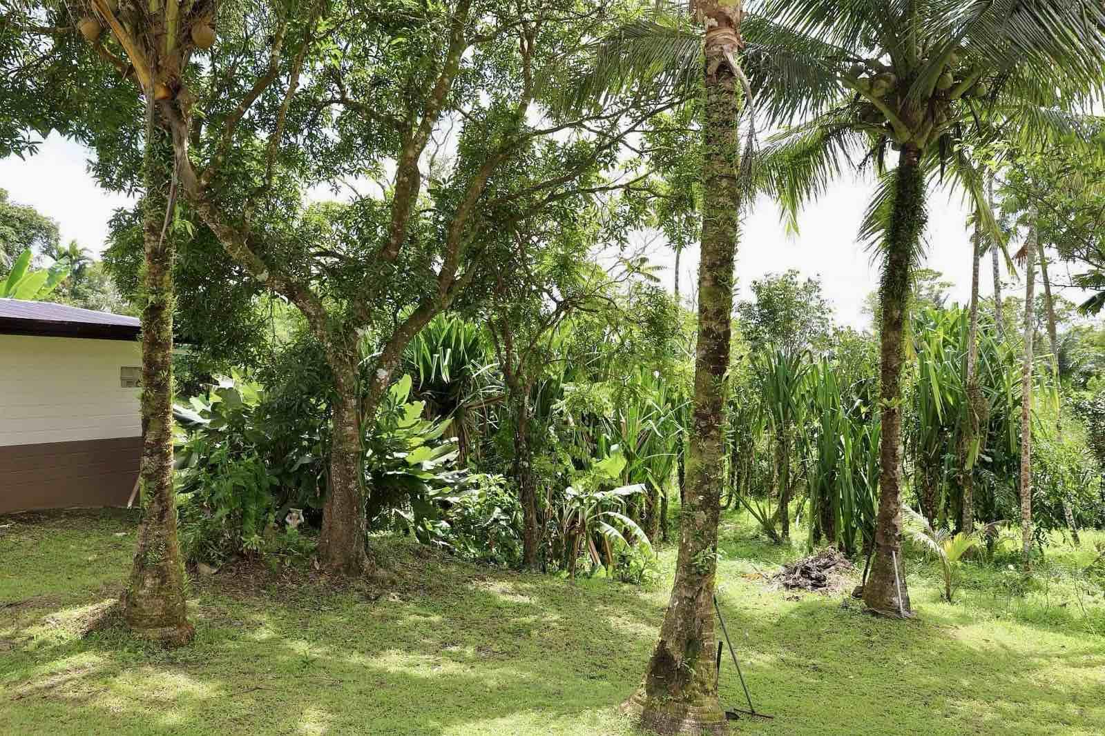 Farm House and lot for Sale! Only 30M! - Image# 11