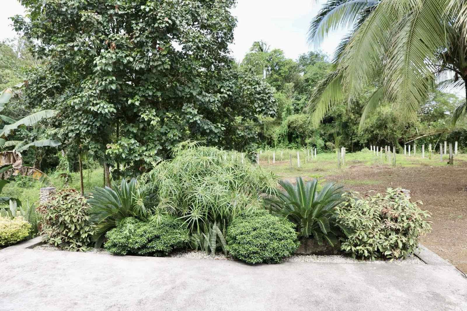 Farm House and lot for Sale! Only 30M! - Image# 13