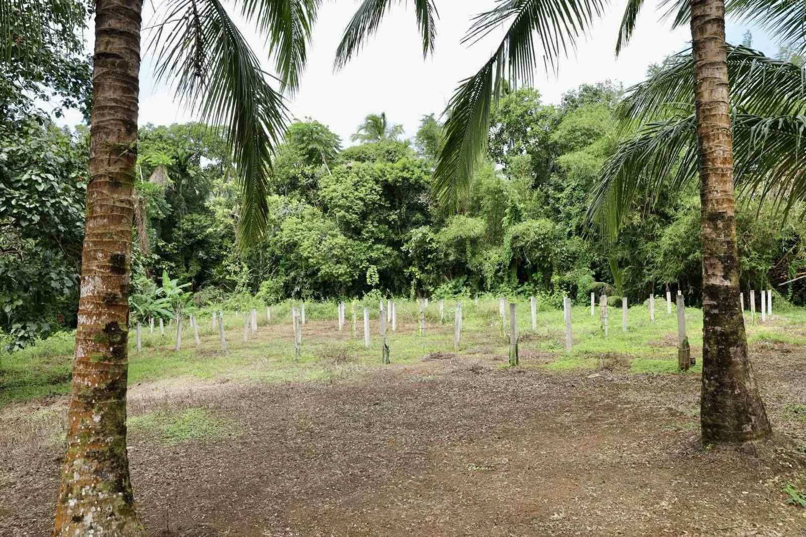 Farm House and lot for Sale! Only 30M! - Image# 18